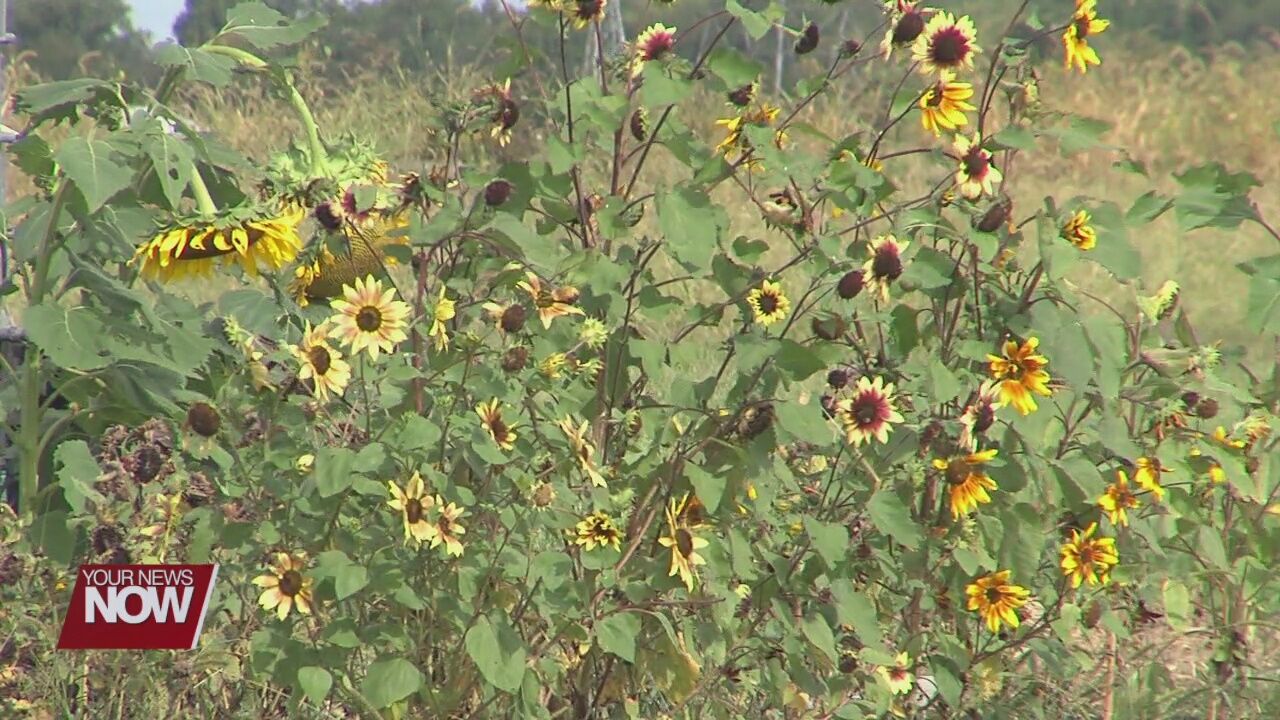 Garden of Hope project providing skills for local women in recovery